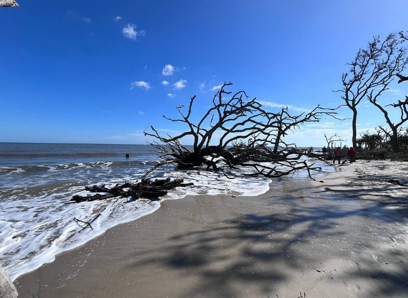 Driftwood Beach, South Carolina, USA